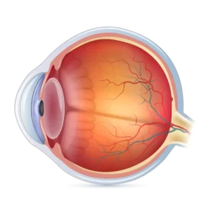 Eye anathomy
